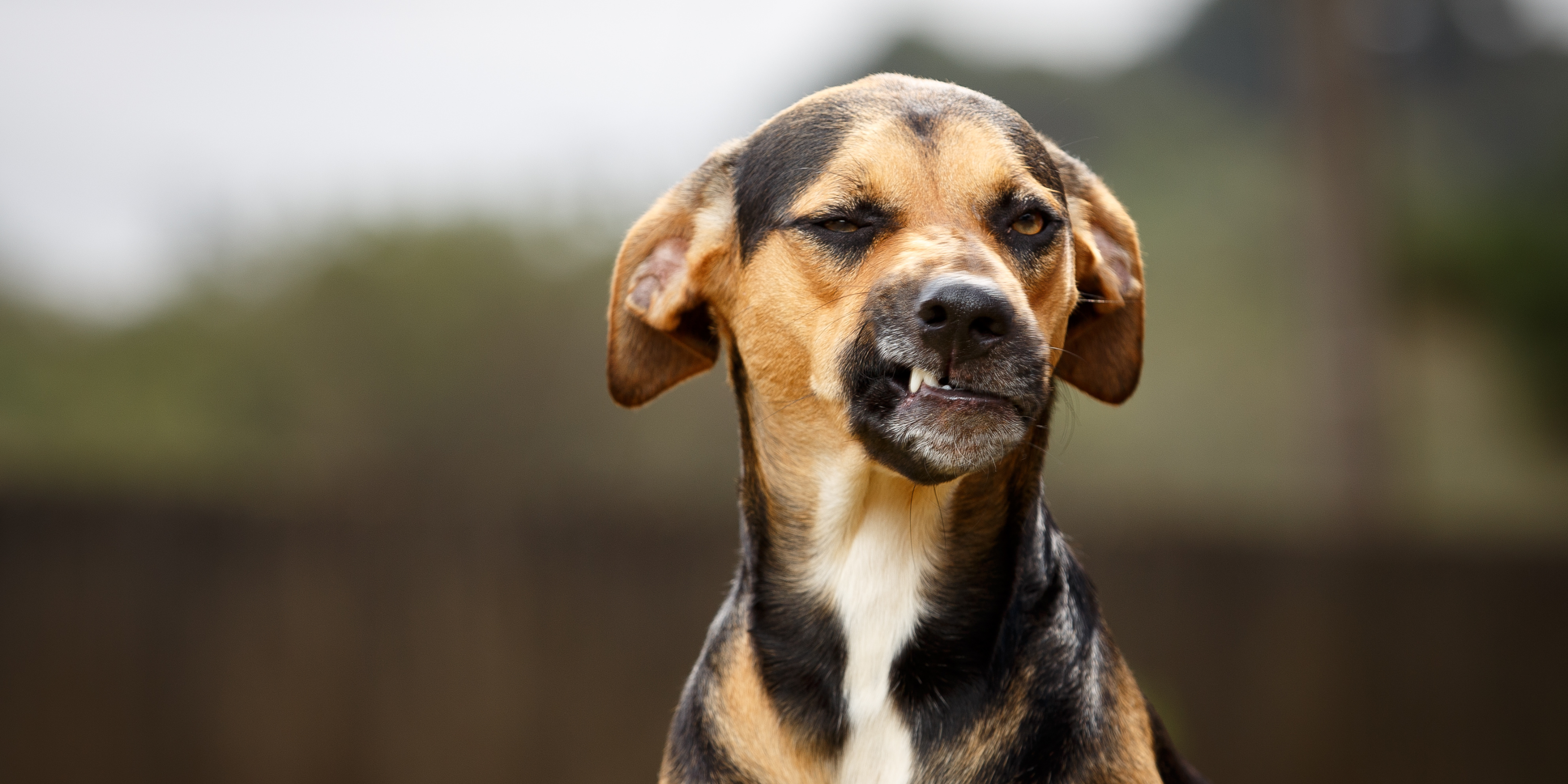 9 Tipps gegen Hundegeruch im Haus