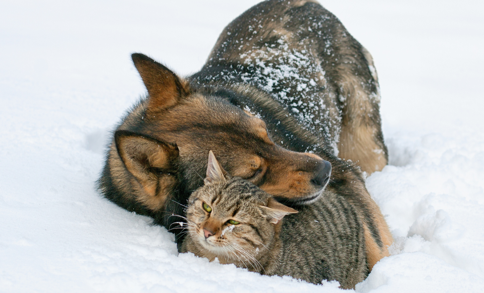 Tipps, um deinen Hund oder deine Katze im Winter vor Salz und Schnee zu schützen