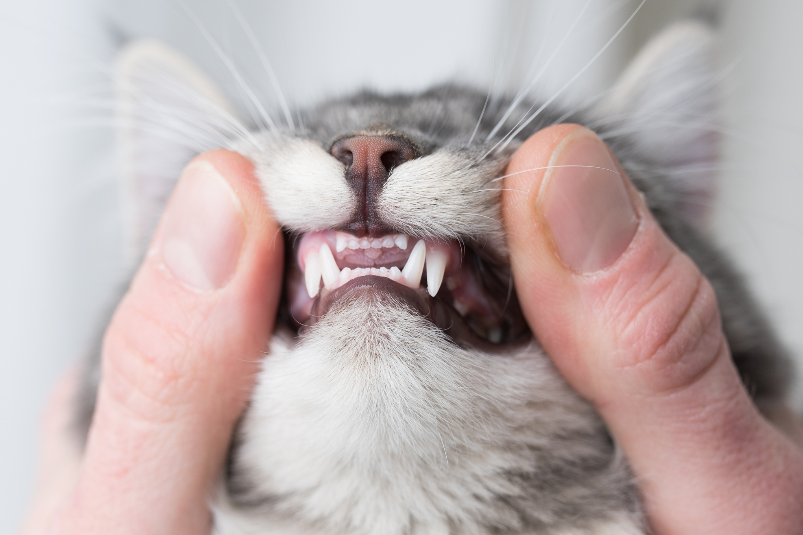 Wie putze ich die Zähne meiner Katze?