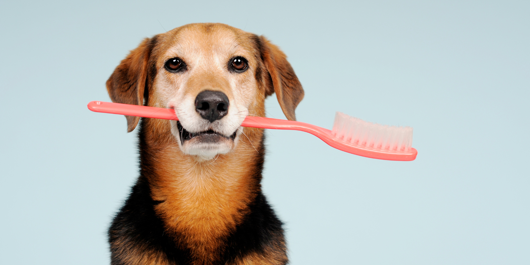Muss ich die Zähne meines Hundes putzen?