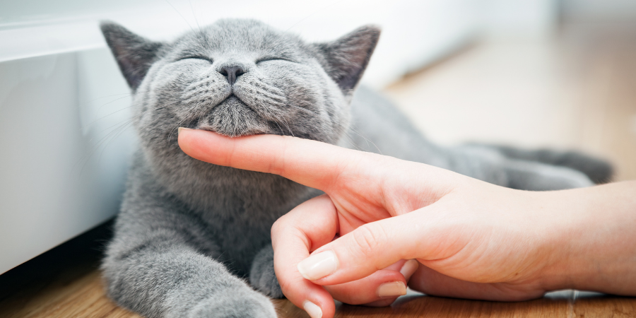 Zeolith für Katzen: 6 Gründe, warum Zeolith das Wohlbefinden deiner Katze verbessert