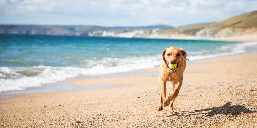 Checkliste, wenn Du mit deinem Haustier in den Urlaub fährst