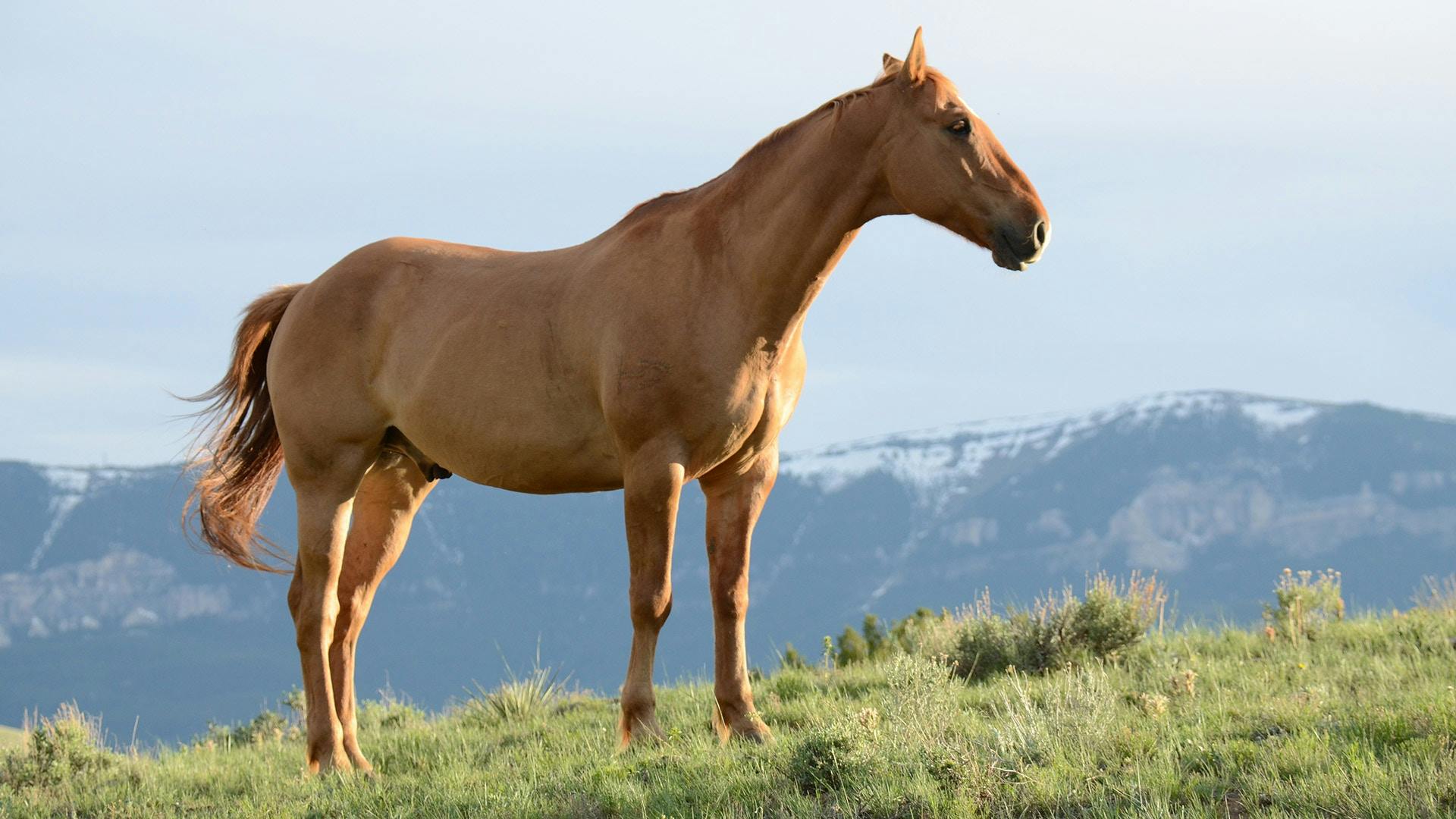 10 interessante Fakten über Pferde
