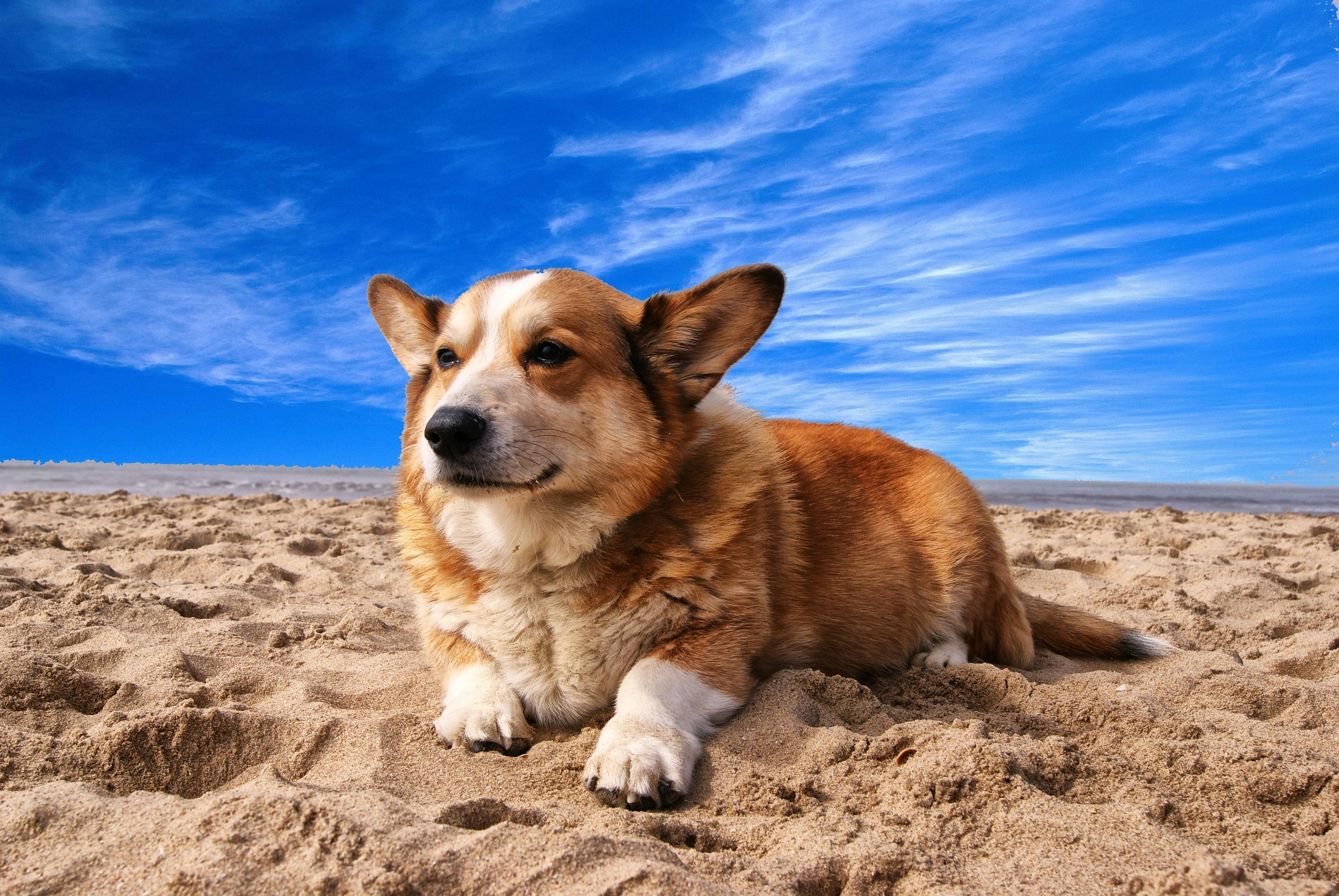 Ein Strandtag mit Hund – worauf musst du achten?